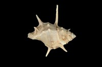 藏品(長棘蛙螺)的圖片